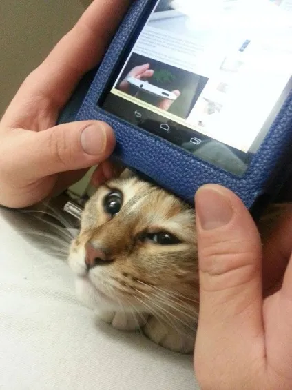25 Котів, які хочуть, щоб ви припинили Новомосковскть (читати) 25 Котів, які хочуть, щоб ви припинили Новомосковскть