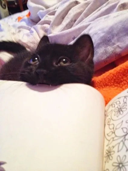 25 Котів, які хочуть, щоб ви припинили Новомосковскть (читати) 25 Котів, які хочуть, щоб ви припинили Новомосковскть