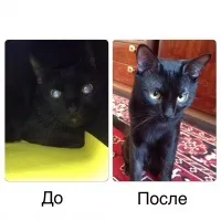 Аденома третього століття у собаки - лікування може бути ефективним! (Собаки) Аденома третього століття у собаки - лікування може бути ефективним!