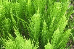 Лікування пахової грижі народними засобами (лікування) Лікування пахової грижі народними засобами