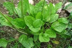 Лікування пахової грижі народними засобами (лікування) Лікування пахової грижі народними засобами