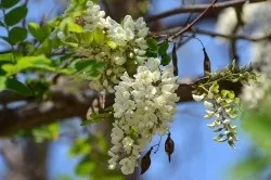Лікування трихомонади у жінок в домашніх умовах (трихомонади) Лікування трихомонади у жінок в домашніх умовах