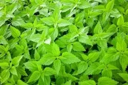 Лікування пахової грижі народними засобами (народними) Лікування пахової грижі народними засобами