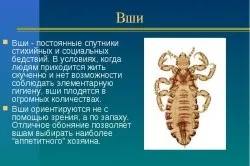 Лікування гепатиту вошами принцип дії методу (вошами) Лікування гепатиту вошами принцип дії методу
