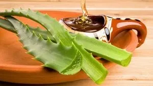 Лікування бронхіту алое з медом, лікування бронхіту (лікування) Лікування бронхіту алое з медом, лікування бронхіту