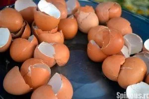 Лікування остеопорозу народними засобами основні способи (засобами) Лікування остеопорозу народними засобами основні способи