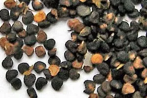 Лікування пороку серця народними засобами (лікування) Лікування пороку серця народними засобами