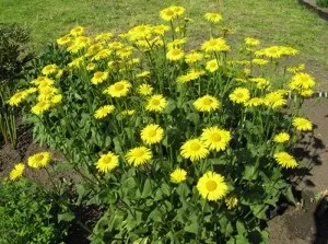 Лікувальні властивості жовтої ромашки (ромашки) Лікувальні властивості жовтої ромашки