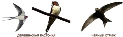 Ластівка і стриж - схожість і відмінність (подібність) Ластівка і стриж - схожість і відмінність