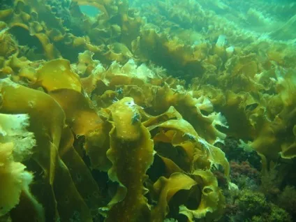 Ламінарія користь і шкода, застосування ламінарії в косметології та медицині, протипоказання (шкода) Ламінарія користь і шкода, застосування ламінарії в косметології та медицині, протипоказання