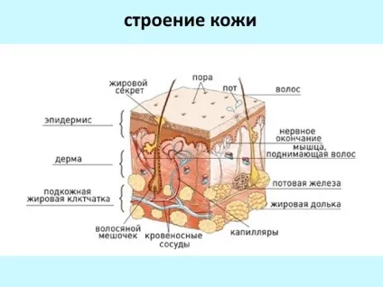 Лікування бешихи руки