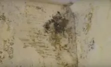Антигрибкова грунтовка для стін - види, властивості, відео (грунтовка) Антигрибкова грунтовка для стін - види, властивості, відео