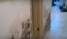 Антигрибкова грунтовка для стін - види, властивості, відео (антигрибкова) Антигрибкова грунтовка для стін - види, властивості, відео
