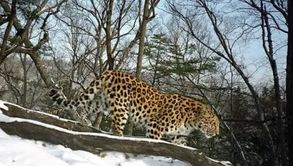 Амурський леопард далекосхідний опис, фото (фото) Амурський леопард далекосхідний опис, фото