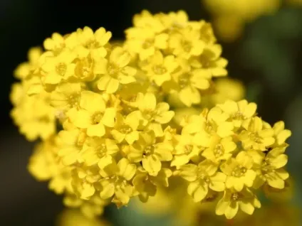 Алиссум вирощування з насіння (аліссум) Алиссум вирощування з насіння
