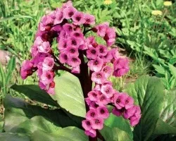 Бадан і живучка в ландшафтному дизайні (друге) Бадан і живучка в ландшафтному дизайні