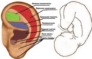 Аурикулотерапия - інтенсивна допомога неординарним способом (аурикулотерапия для схуднення) Аурикулотерапия - інтенсивна допомога неординарним способом