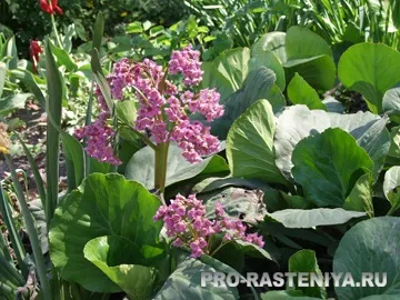 Бадан посадка, догляд, розмноження, хвороби і шкідники (бадан) Бадан посадка, догляд, розмноження, хвороби і шкідники
