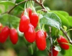 Барбарис для схуднення відгуки, як приймати, дози, результати (барбарис) Барбарис для схуднення відгуки, як приймати, дози, результати