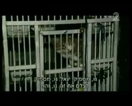 Потворна історія московського театру кішок, boycott the moscow cat circus (кішок) Потворна історія московського театру кішок, boycott the moscow cat circus