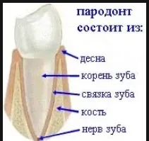Чим пародонтолог відрізняється від стоматолога (стоматолога) Чим пародонтолог відрізняється від стоматолога