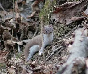 Чим ловлять рибу на кораблях на сайті (ловлять) Чим ловлять рибу на кораблях на сайті