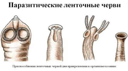 Цестодози - що це таке і чим вони небезпечні для людини (забрудненої води природних) Цестодози - що це таке і чим вони небезпечні для людини