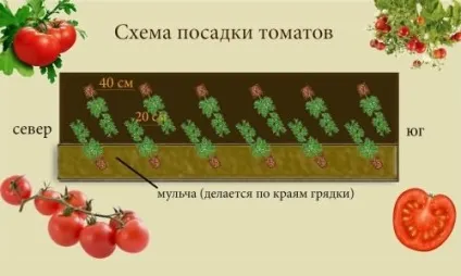 Чим можна поливати помідори розсаду, вирости сад! (Вирости) Чим можна поливати помідори розсаду, вирости сад!