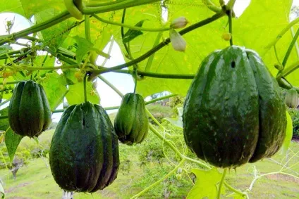 Чайот (chayote), мексиканський огірок - туристичний портал - світ гарний! (Chayote) Чайот (chayote), мексиканський огірок - туристичний портал - світ гарний!