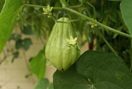 Чайот (chayote), мексиканський огірок - туристичний портал - світ гарний! (Chayotli) Чайот (chayote), мексиканський огірок - туристичний портал - світ гарний!