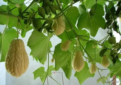 Чайот (chayote), мексиканський огірок - туристичний портал - світ гарний! (Sechium edule) Чайот (chayote), мексиканський огірок - туристичний портал - світ гарний!
