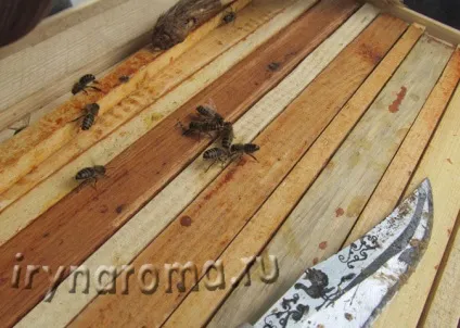 Цінний продукт бджільництва прополіс або бджолиний клей, аромати і квіти для здоров'я-краси (продукт) Цінний продукт бджільництва прополіс або бджолиний клей, аромати і квіти для здоров'я-краси