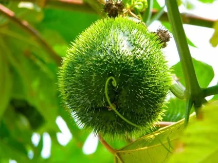 Чайот (chayote), мексиканський огірок - туристичний портал - світ гарний! (Огірок) Чайот (chayote), мексиканський огірок - туристичний портал - світ гарний!