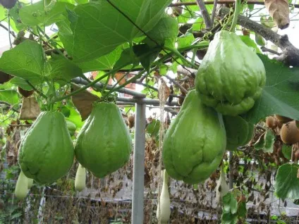 Чайот (chayote), мексиканський огірок - туристичний портал - світ гарний! (Мексиканський) Чайот (chayote), мексиканський огірок - туристичний портал - світ гарний!