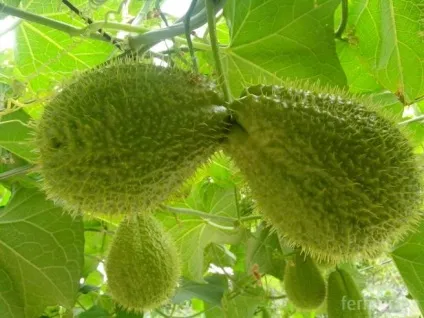 Чайот (chayote), мексиканський огірок - туристичний портал - світ гарний! (Мексиканський) Чайот (chayote), мексиканський огірок - туристичний портал - світ гарний!