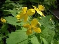 Чистотіл, алергія, медичне і народне лікування алергії (чистотіл) Чистотіл, алергія, медичне і народне лікування алергії