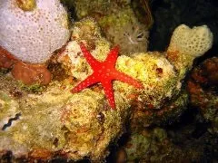 Чим корисне червоне море, лікування, властивості, факти, поради (море) Чим корисне червоне море, лікування, властивості, факти, поради