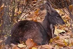 Чорний мускус »