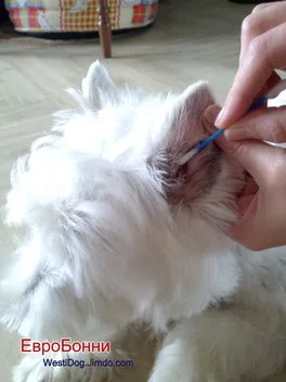 Чистка вух у собаки - сайт westidog! (Розчином перекису водню) Чистка вух у собаки - сайт westidog!