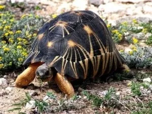 Черепаха коротка інформація