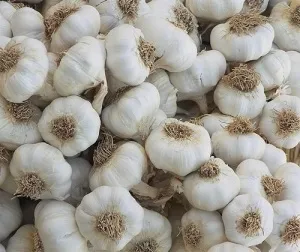часник лікувальний