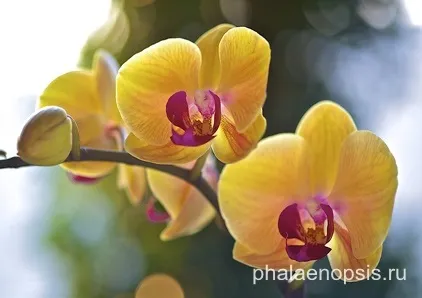 Що робити, якщо у орхідеї фаленопсис (phalaenopsis) згнили коріння (phalaenopsis) Що робити, якщо у орхідеї фаленопсис (phalaenopsis) згнили коріння