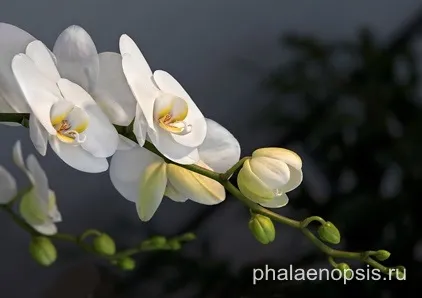 Що робити, якщо у орхідеї фаленопсис (phalaenopsis) згнили коріння (згнили) Що робити, якщо у орхідеї фаленопсис (phalaenopsis) згнили коріння