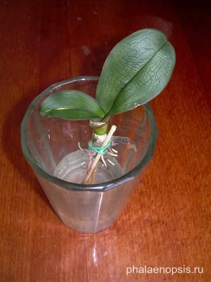 Що робити, якщо у орхідеї фаленопсис (phalaenopsis) згнили коріння (орхідеї) Що робити, якщо у орхідеї фаленопсис (phalaenopsis) згнили коріння