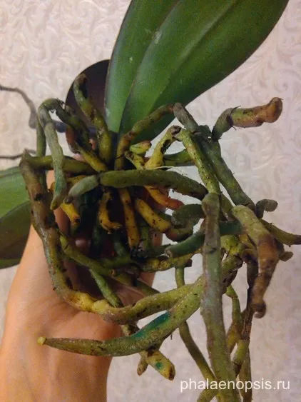 Що робити, якщо у орхідеї фаленопсис (phalaenopsis) згнили коріння (робити) Що робити, якщо у орхідеї фаленопсис (phalaenopsis) згнили коріння
