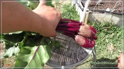 Щоб буряк було солодким - посадка і догляд, сайт про сад, дачі і кімнатних рослинах (вирощування) Щоб буряк було солодким - посадка і догляд, сайт про сад, дачі і кімнатних рослинах