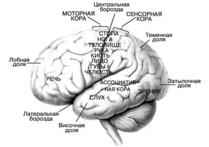 Що буде, якщо людині видалити частину мозку твій путівник у блогосфері (facebook) Що буде, якщо людині видалити частину мозку твій путівник у блогосфері