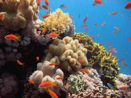 Чим корисне червоне море, лікування, властивості, факти, поради (властивості) Чим корисне червоне море, лікування, властивості, факти, поради