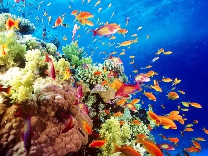 Чим корисне червоне море, лікування, властивості, факти, поради (червоне) Чим корисне червоне море, лікування, властивості, факти, поради