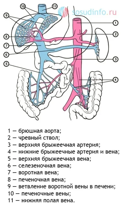 Черевний стовбур стеноз, компресія, анатомія